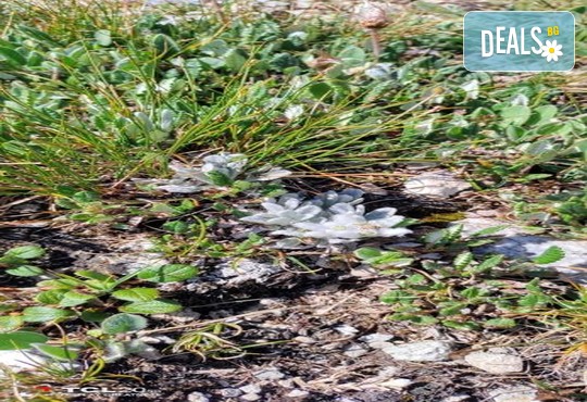 Евелина Палас 4* - снимка - 67