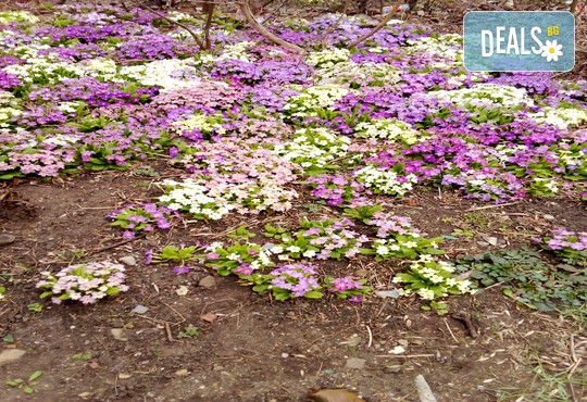 Бунгала Божур - Китен 1* - снимка - 19