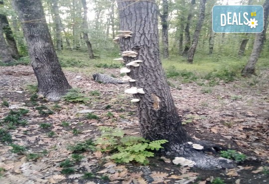 Бунгала Божур - Китен 1* - снимка - 15