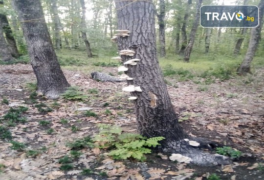 Бунгала Божур - Китен 1* - снимка - 15