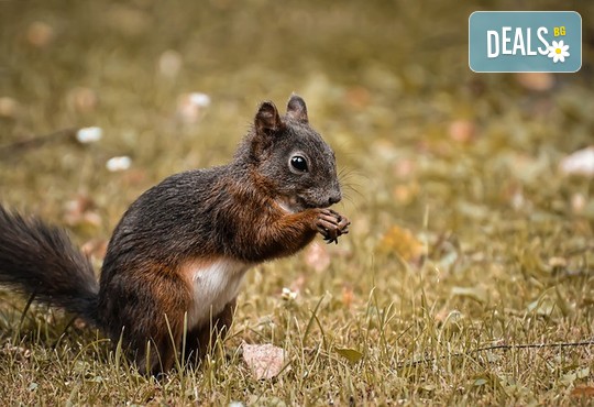 Бунгала Божур - Китен 1* - снимка - 18