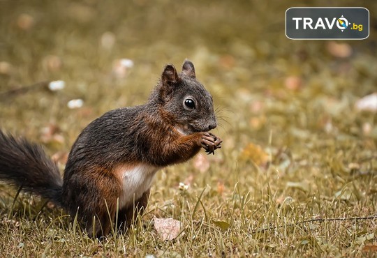 Бунгала Божур - Китен 1* - снимка - 18