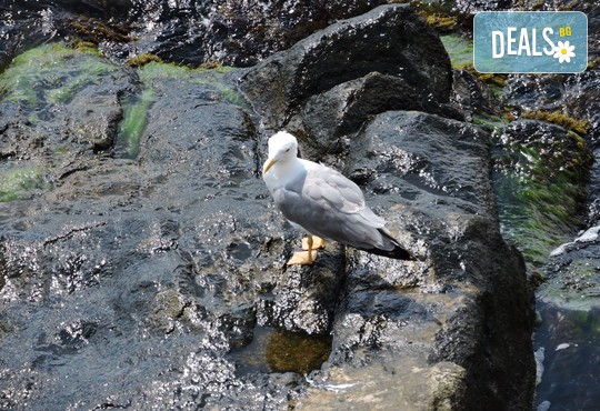 Бунгала Божур - Китен 1* - снимка - 24