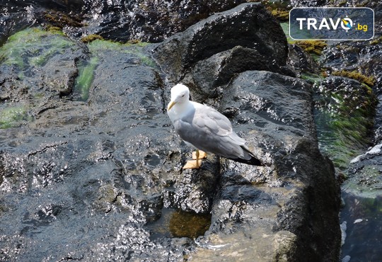 Бунгала Божур - Китен 1* - снимка - 24