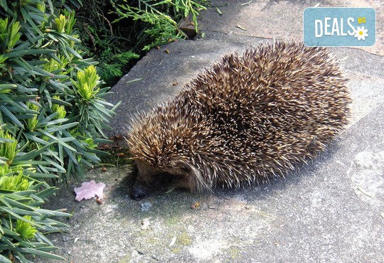 Бунгала Божур - Китен 1* - снимка - 20