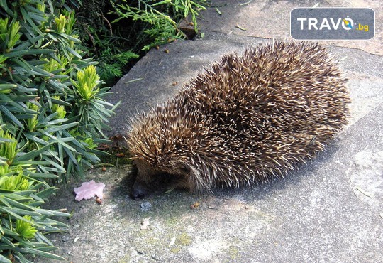 Бунгала Божур - Китен 1* - снимка - 20